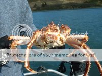 RedKingCrab.jpg
