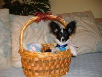 DabberInBasket.sized.jpg DabberInBasket.sized.jpg