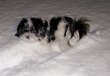 Baxter_on_Deck_in_Snow_1_11_07.sized.jpg