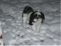 Snow_Face.jpg