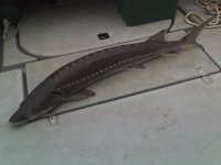 5_12_07_sturgeon_46_incher.jpg