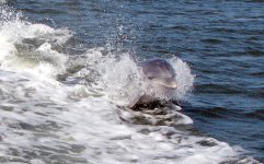 Dolphin2E.jpg