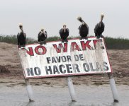 Pelicans_001.jpg