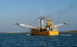 YellowShrimperE.jpg