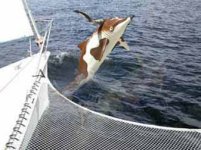 DolphinCow1e.jpg DolphinCow1e.jpg
