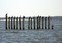 Cormorants_pecking_order.jpg