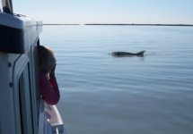 ShootingDolphins2E.jpg