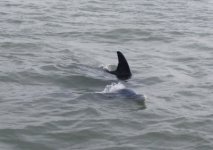 Dolphins1e.jpg