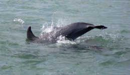Dolphin1E.jpg