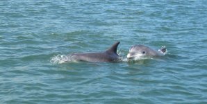 Dolphin2E.jpg