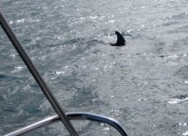 Dolphin4E.jpg