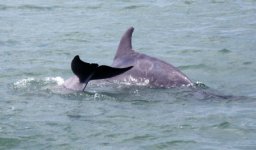 Dolphin6E.jpg