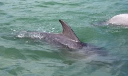 Dolphin7E.jpg