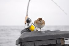 OurOffshoreVisitor.jpg OurOffshoreVisitor.jpg