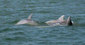DolphinsE_003.jpg