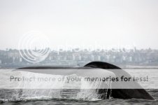 Whale6.jpg