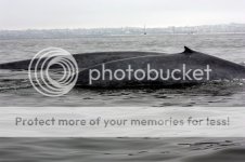 Whale3.jpg