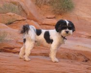 Dog+of+the+Desert,+on+Iceberg+Canyon+Trail+9-28-10.jpg