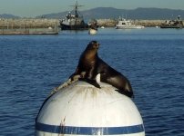 Sea_lion1.jpg