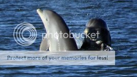 DolphinsE.jpg