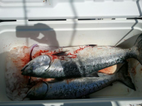 04_07_12_salmon.sized.png