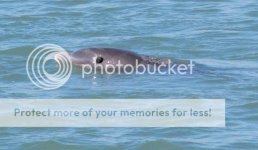 Dolphin1e.jpg