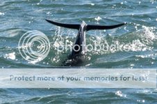 DolphinTailE.jpg