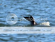 Dolphins3e.jpg