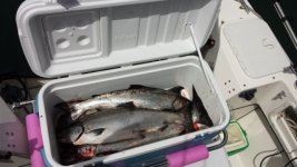 20140722_132045.sized.jpg 20140722_132045.sized.jpg