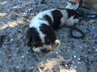 Wornout_Puppy_at_Ewing_Cove_Sucia_Island.sized.jpg