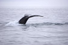 Whale_tail.jpg Whale_tail.jpg
