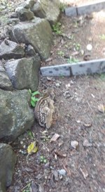 May_31_fawn.sized.jpg