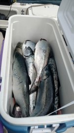 Chinook_Coho_Limit.sized.jpg Chinook_Coho_Limit.sized.jpg