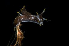 Polycera_hedgpethi.jpg