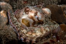 pus_bimaculoides_California_Two_spot_Octopus_small.jpg