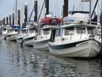3_Bellingham_Line_of_C_D_s_2009_917.highlight.jpg 3_Bellingham_Line_of_C_D_s_2009_917.highlight.jpg
