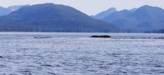Rock_Pybus_Bay.sized.jpg