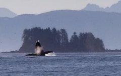 Whale_breach1a.sized.jpg