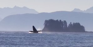 Whale_breach2a.sized.jpg
