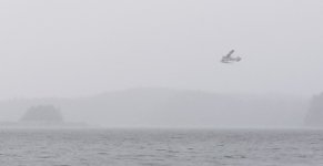 Floatplane_Funter_Bay.sized.jpg
