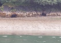 Bears_Red_Bluff_Bay.sized.jpg