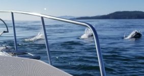 Dalls_Porpoise2.sized.jpg