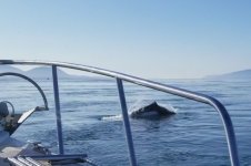 Dalls_Porpoise1.sized.jpg