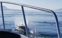 Dalls_Porpoise3.sized.jpg