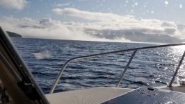 Fog_Bank_Douglas.sized.jpg
