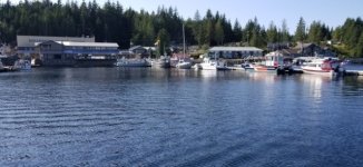 Shearwater.sized.jpg