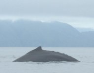 Whale_Fisher_Channel2.sized.jpg