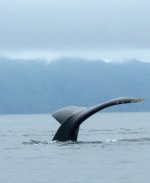 Whale_Fisher_Channel1.sized.jpg