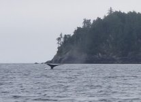 Whale_Millar_Passage.sized.jpg