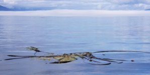 Kelp_and_Fog_Johnstone.sized.jpg